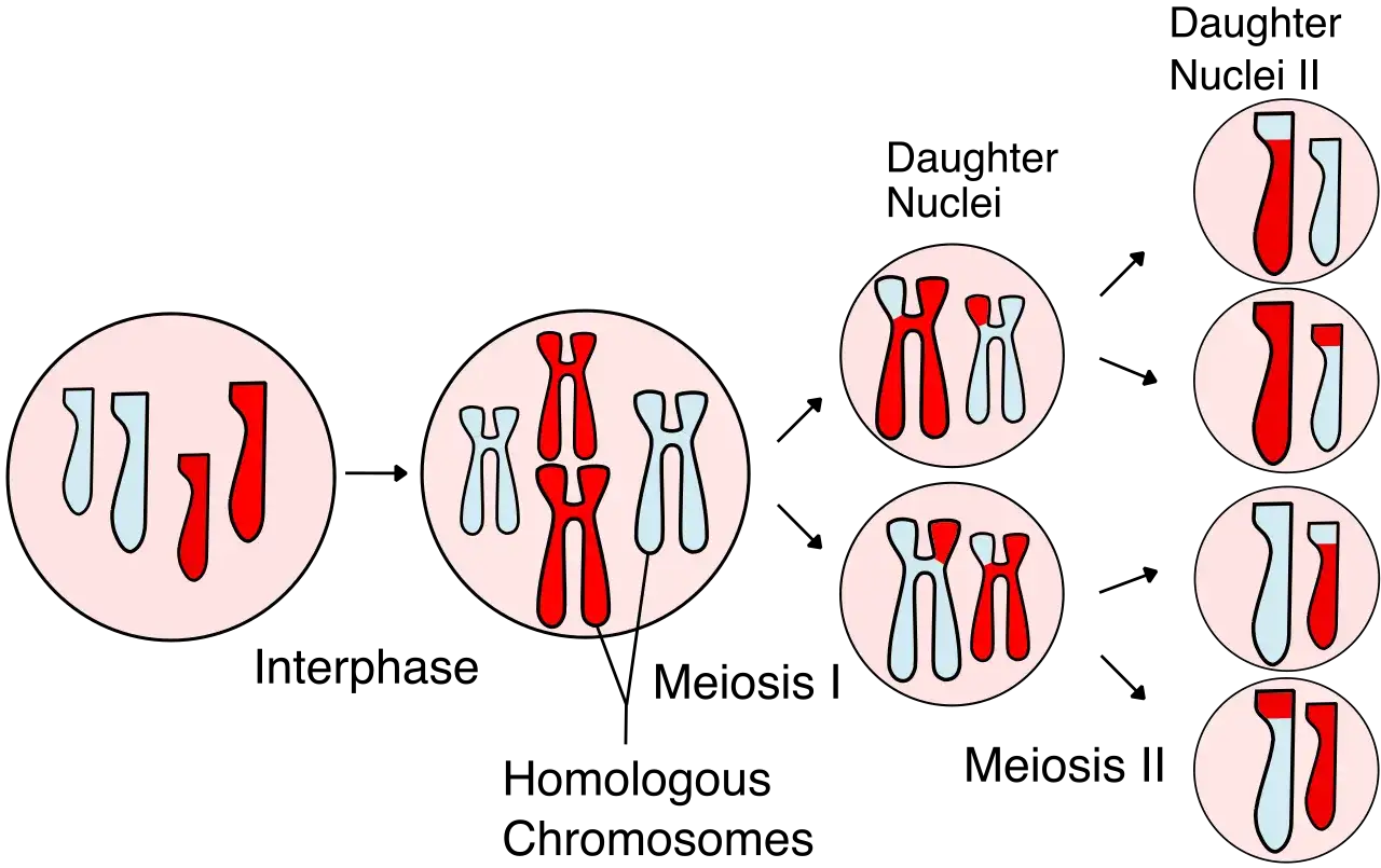 Ilustración del proceso de determinación del sexo, mostrando la segregación de cromosomas X e Y.