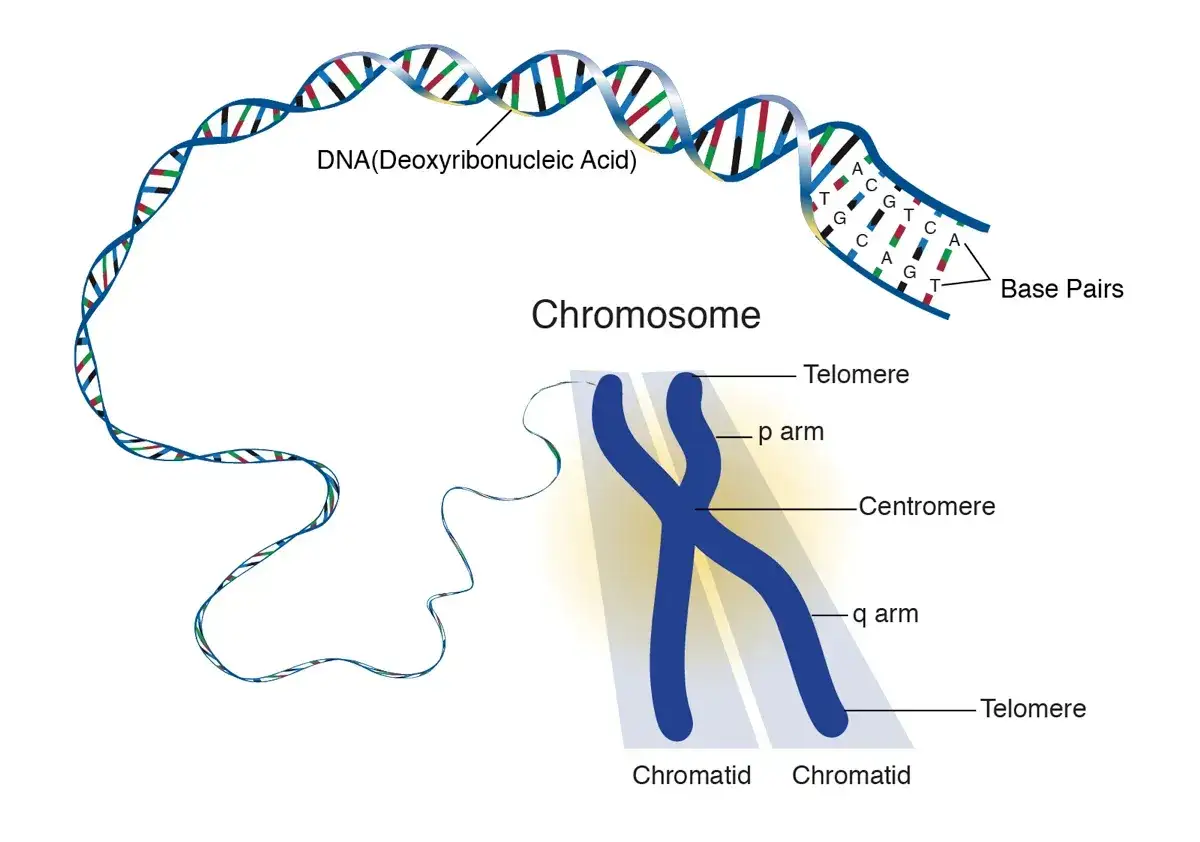 El genoma humano completo se representa como una hebra de ADN que se enrolla y se condensa en un cromosoma, mostrando sus partes: tel&oacute;mero, centr&oacute;mero y brazos.