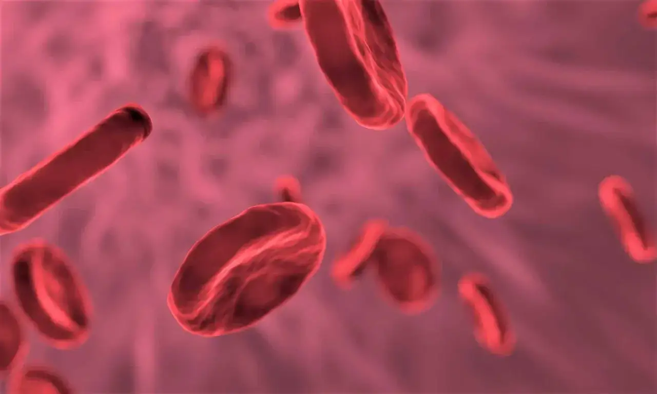 Gl&oacute;bulos rojos flotando. El favismo, que es una deficiencia enzim&aacute;tica, puede afectar a estas c&eacute;lulas.