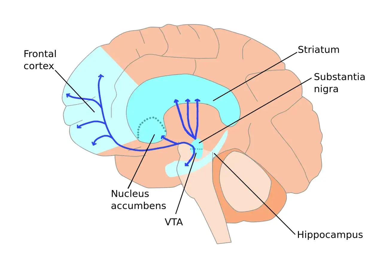 Diagrama cerebral que ilustra v&iacute;as neuronales implicadas en la gen adicci&oacute;n, conectando corteza frontal, estriado, sustancia negra, VTA, n&uacute;cleo accumbens e hipocampo.