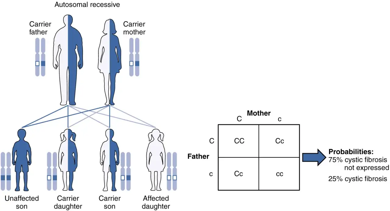 Diagrama de herencia autosómica recesiva: padres portadores (mitad azul, mitad blanco) y sus hijos, con un cuadro de Punnett que muestra probabilidades de 25% de fibrosis quística.