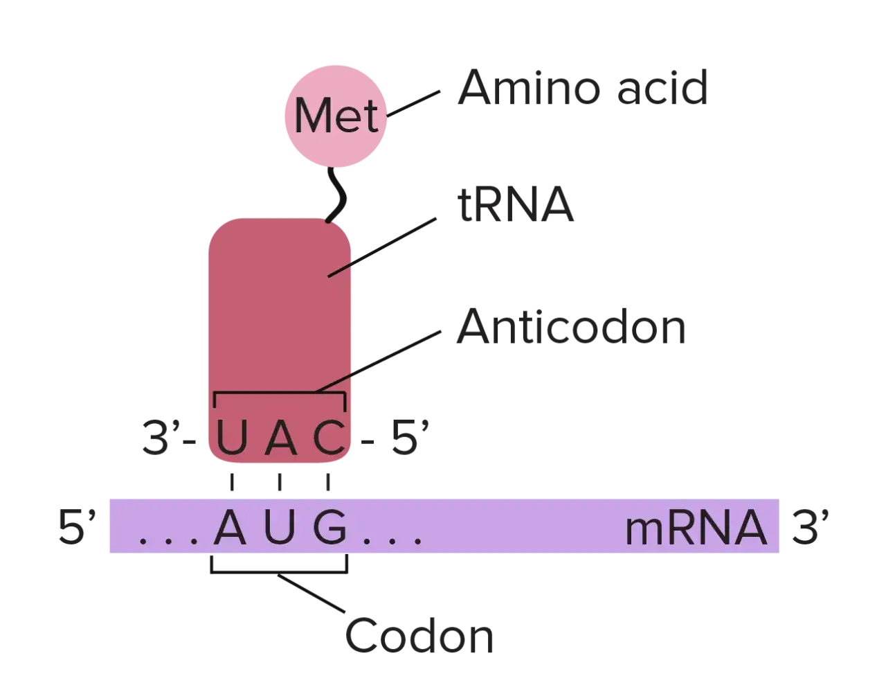 Un tRNA con metionina se une a un codón AUG en el ARNm. El anticodón UAC del tRNA se aparea con el codón AUG, facilitando la transferencia de aminoácidos.