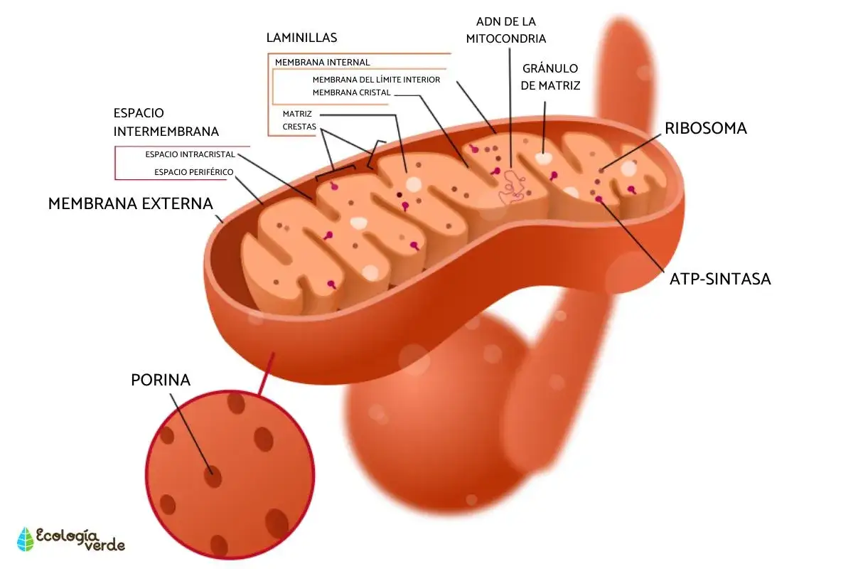 La mitocondria de una c&eacute;lula animal, con su membrana externa, interna, crestas, ribosomas y ADN.