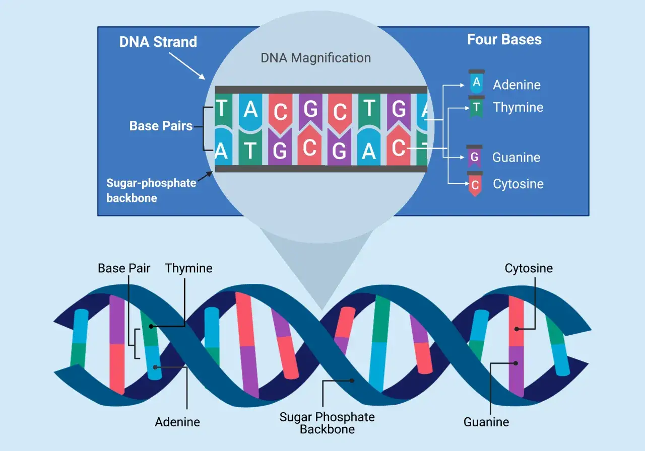 La gen&eacute;tica se basa en la estructura del ADN, con sus bases (Adenina, Timina, Guanina, Citosina) y su doble h&eacute;lice.