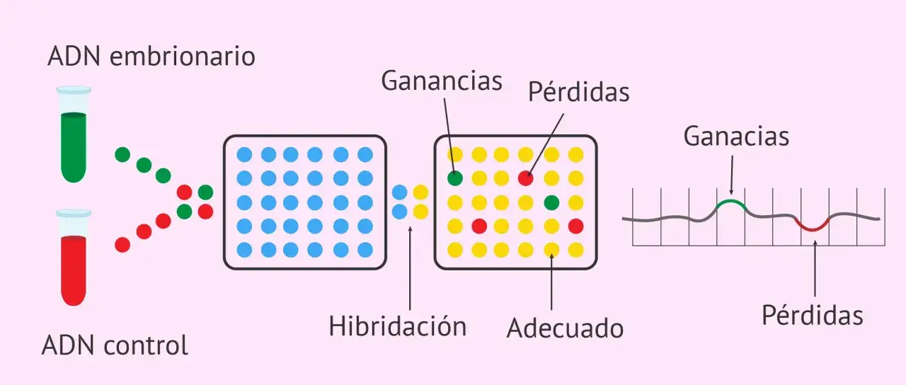 El array CGH muestra ADN embrionario y control. Hibridación revela ganancias (verde) y pérdidas (rojo) en el ADN.