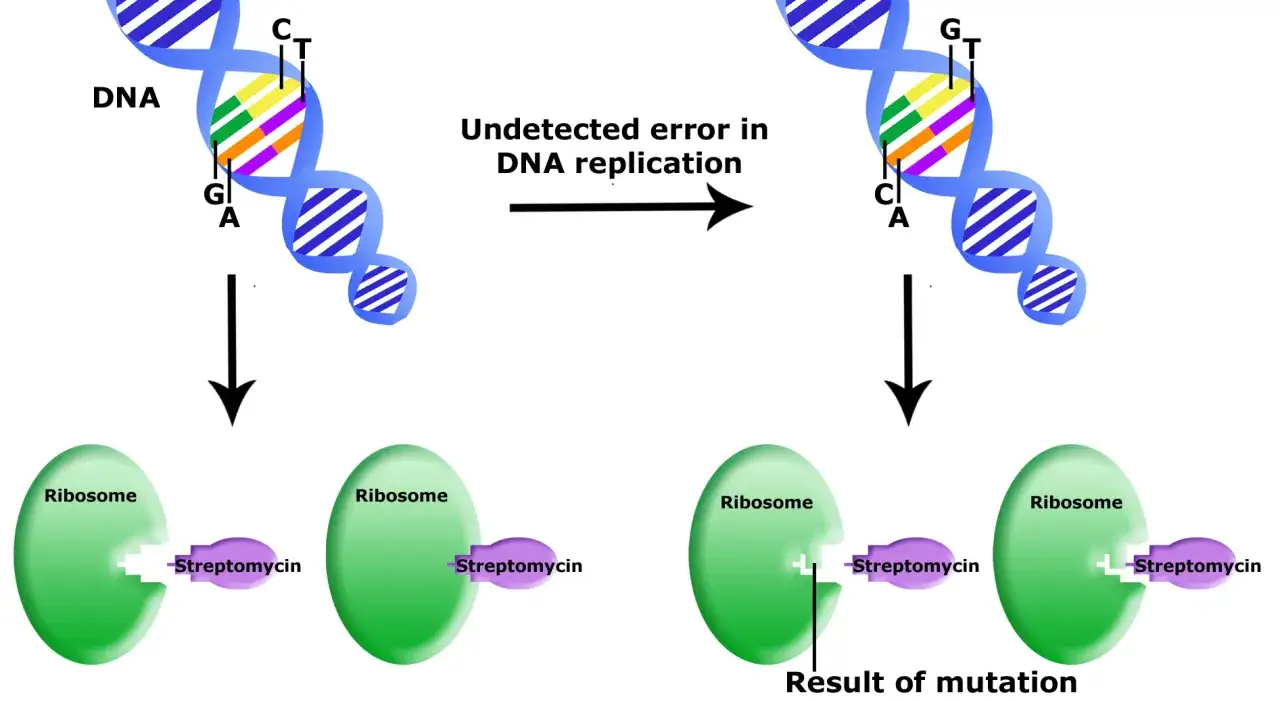 Un error en la replicaci&oacute;n del ADN crea un mutante. El ribosoma, que normalmente se une a la estreptomicina, ahora no puede hacerlo.