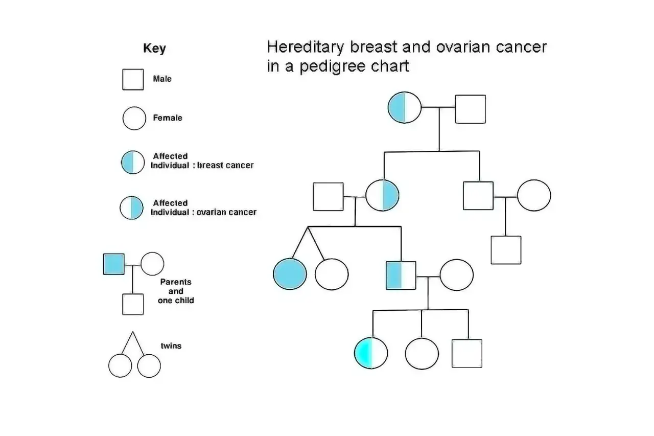 Pedigr&iacute; que muestra c&oacute;mo el c&aacute;ncer es hereditario, con s&iacute;mbolos para hombres, mujeres y afectados por c&aacute;ncer de mama u ovario.