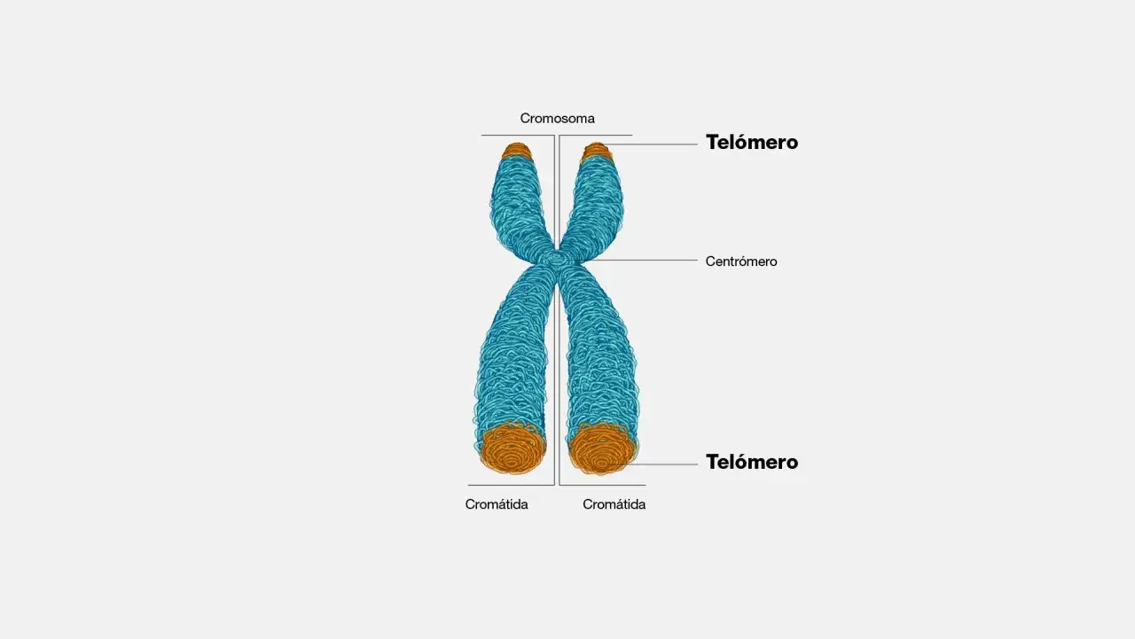 Ilustraci&oacute;n de las partes del cromosoma: tel&oacute;meros en los extremos, centr&oacute;mero en el centro y dos crom&aacute;tidas.