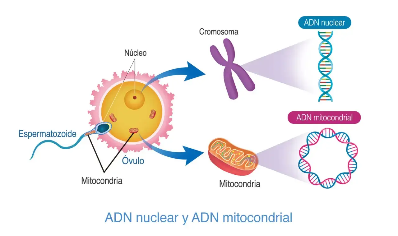 El ADN mitocondrial, heredado de la madre, sirve para la energ&iacute;a celular. La imagen muestra su origen en el &oacute;vulo.