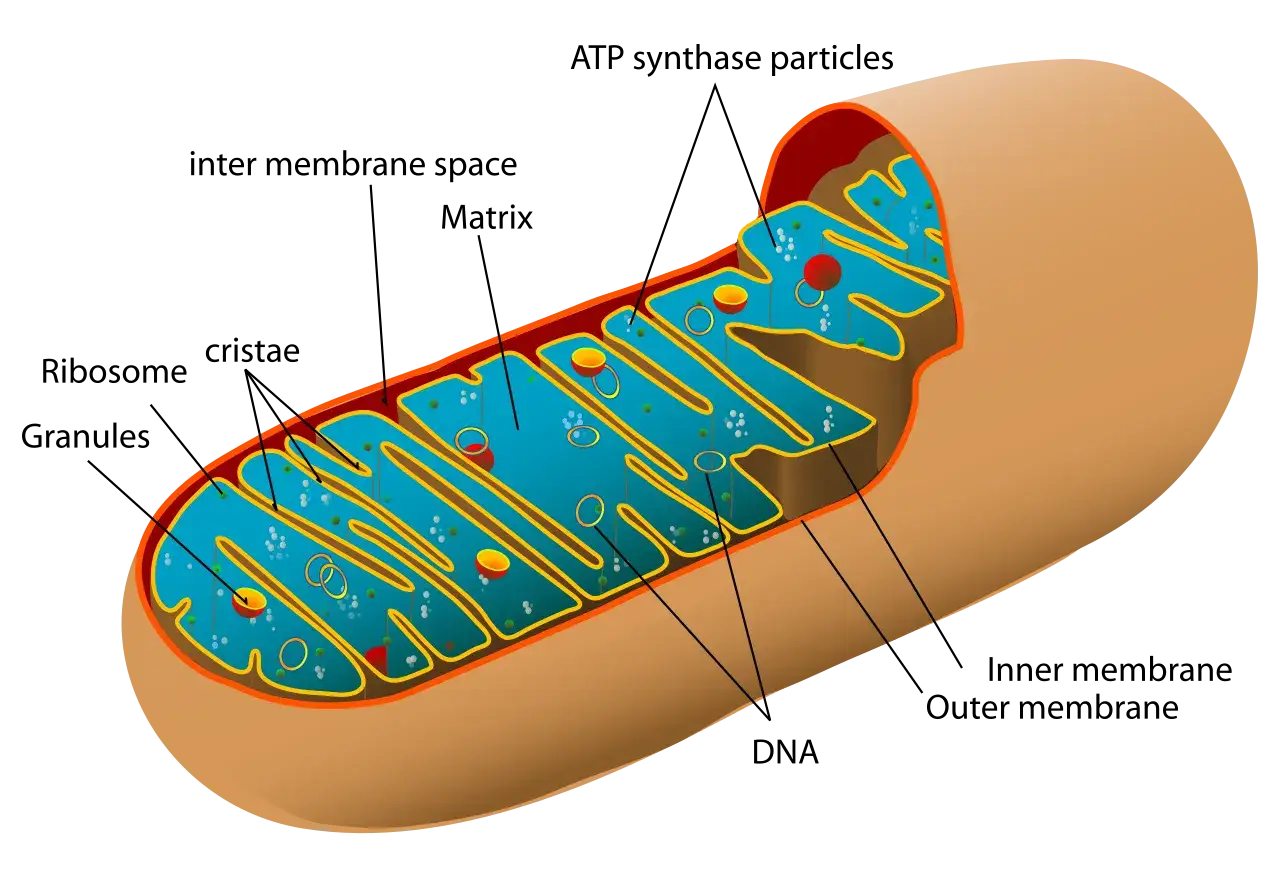 Diagrama de las partes de la mitocondria: membrana externa, cresta, matriz y gr&aacute;nulos.