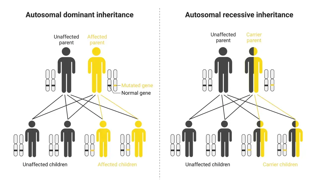 Ilustra la diferencia entre gen&eacute;tico y hereditario, mostrando herencia autos&oacute;mica dominante y recesiva con padres y ni&ntilde;os afectados o portadores.