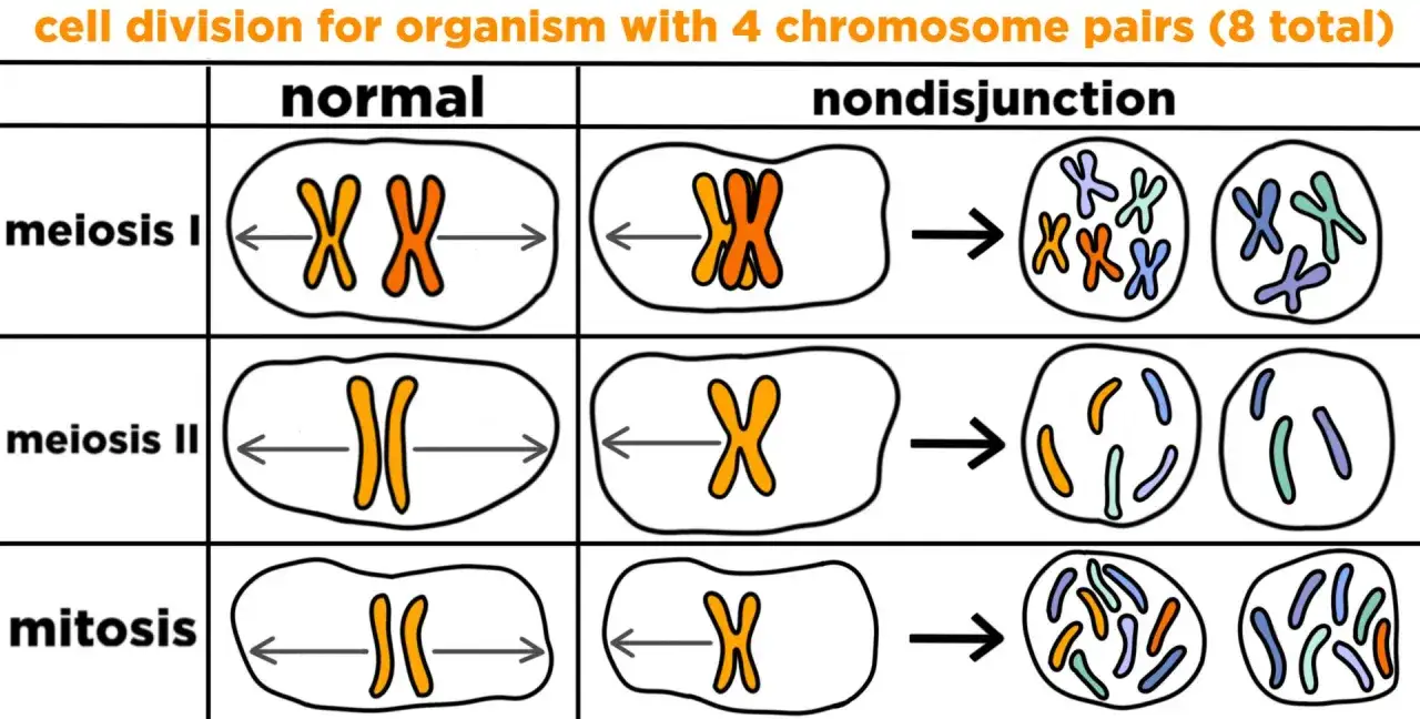 Comparación de meiosis II normal y con no disyunción. La meiosis II normal separa cromátidas hermanas, mientras que la no disyunción resulta en gametos con cromosomas de más o de menos.