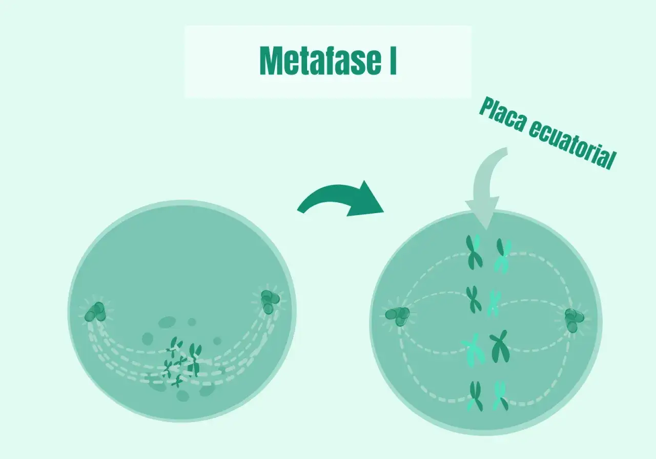 Cromosomas alineados en la placa ecuatorial durante la metafase I de la meiosis.