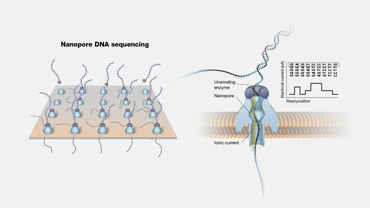 Ilustraci&oacute;n de secuenciaci&oacute;n por nanoporos: ADN pasa por un nanoporo, generando una corriente i&oacute;nica que se registra.