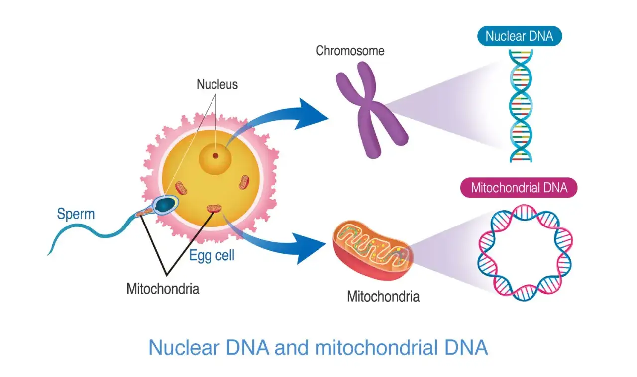 Ilustraci&oacute;n de la fecundaci&oacute;n: el espermatozoide aporta ADN nuclear y la madre, a trav&eacute;s del &oacute;vulo, la herencia mitocondrial.