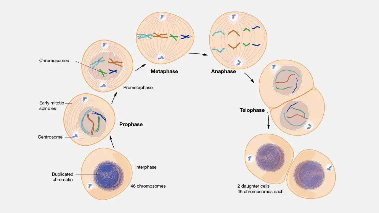 Ciclo celular: interfase, profase, prometafase, metafase, anafase y telofase. Cromosomas se alinean y separan.
