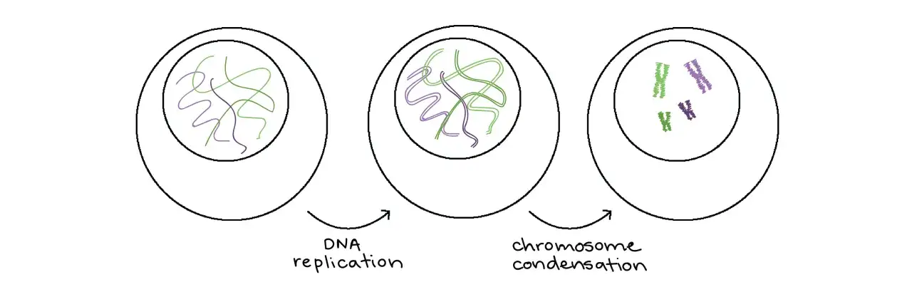 Ilustraci&oacute;n muestra la diferencia entre gen y cromosoma: el ADN se replica y se condensa en estructuras visibles.
