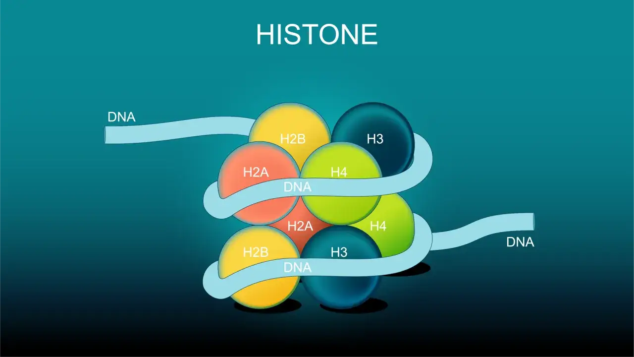 El ADN se enrolla alrededor de las prote&iacute;nas que son las histonas, formando nucleosomas para compactar el material gen&eacute;tico.