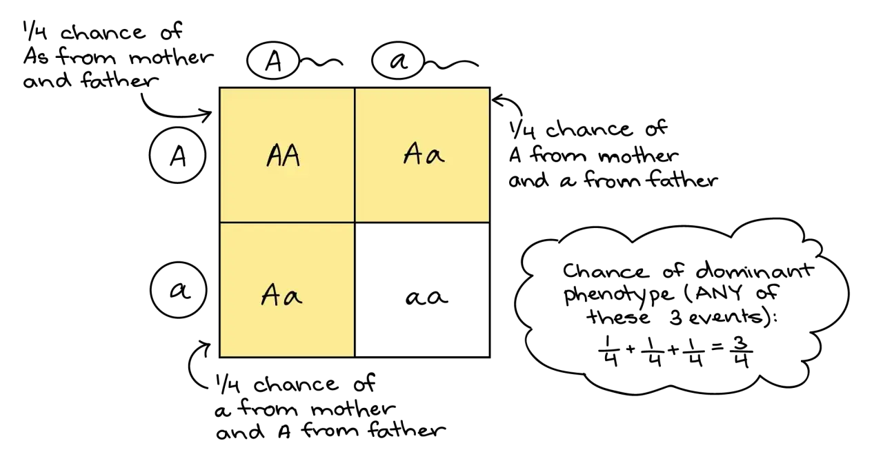 Cuadro de Punnett ilustrando la teor&iacute;a de Mendel con genotipos AA, Aa y aa, y la probabilidad de fenotipo dominante.