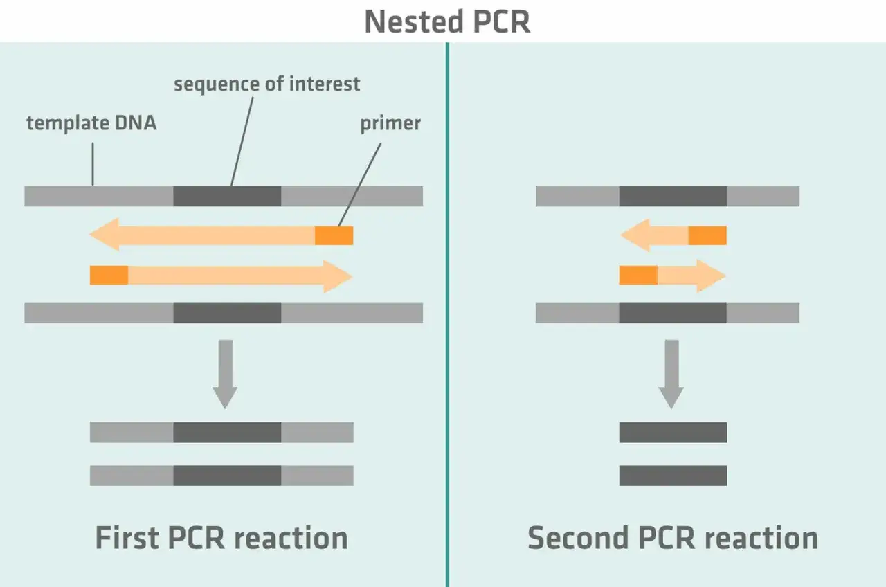 Diagrama de pcr anidada: primera reacci&oacute;n amplifica ADN, segunda reacci&oacute;n amplifica el producto de la primera para mayor especificidad.