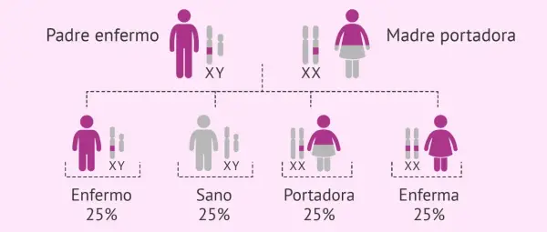 Diagrama muestra cómo las enfermedades se heredan del padre o de la madre. Padre enfermo (XY) y madre portadora (XX) tienen hijos sanos, enfermos o portadores.