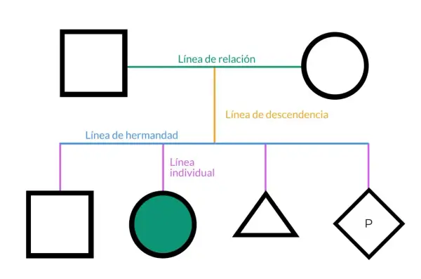 Diagrama de árbol genealógico. Muestra la relación entre bisabuelos y sus descendientes.