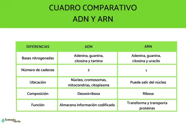 Tabla comparativa ADN y ARN. El ARN, a diferencia del ADN, tiene una sola cadena y uracilo en lugar de timina.