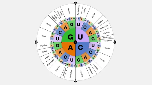 Diagrama circular que ilustra el código genético, mostrando cómo los codones de ARN (secuencias de A, U, C, G) se traducen en aminoácidos.