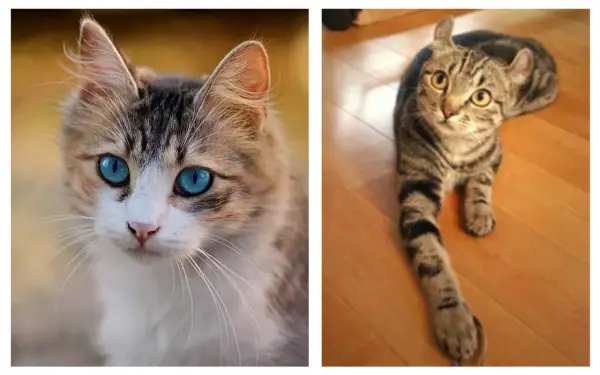 Dos gatos, uno con ojos azules intensos y pelaje atigrado y blanco, el otro atigrado con orejas curiosamente dobladas. Diferencias en el genotipo y fenotipo.