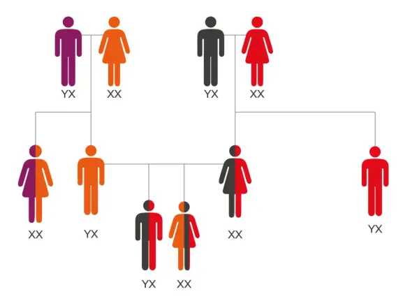Árbol genealógico que muestra la herencia de rasgos de los bisabuelos. Figuras de personas con colores que representan diferentes combinaciones genéticas.