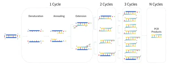 Ilustración del esquema PCR: desnaturalización, apareamiento y extensión de ADN. Muestra la amplificación de ADN en ciclos.
