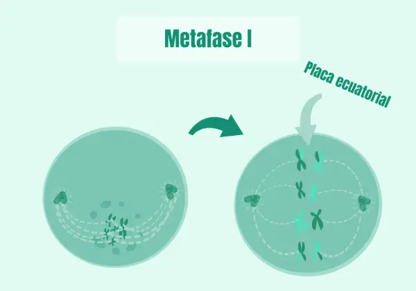 La metafase I muestra cromosomas alineados en la placa ecuatorial, preparándose para la división celular.
