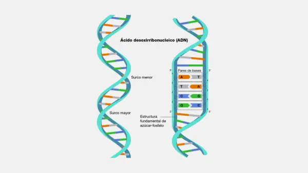 Estructura del adn bicatenario, mostrando surcos mayor y menor, y pares de bases A-T y C-G.
