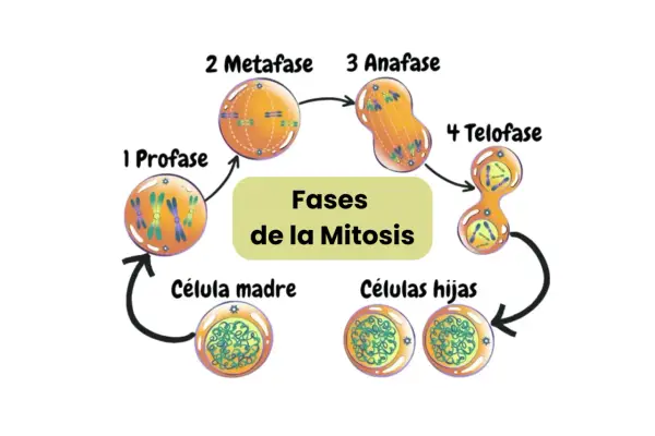 Diagrama del ciclo celular mostrando las fases de la mitosis: profase, metafase, anafase y telofase, culminando en células hijas.