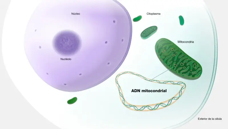 Ilustración de una célula con núcleo, citoplasma y mitocondrias. El ADN mitocondrial, que sirve para la producción de energía, se muestra en un bucle.