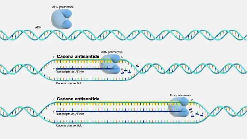 Proceso de transcripción: la ARN polimerasa lee la cadena molde del ADN codificante para sintetizar ARNm.